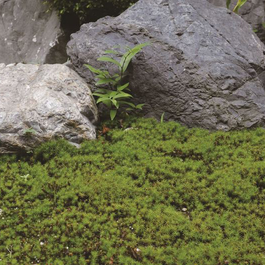 杉苔 | 造園資材館