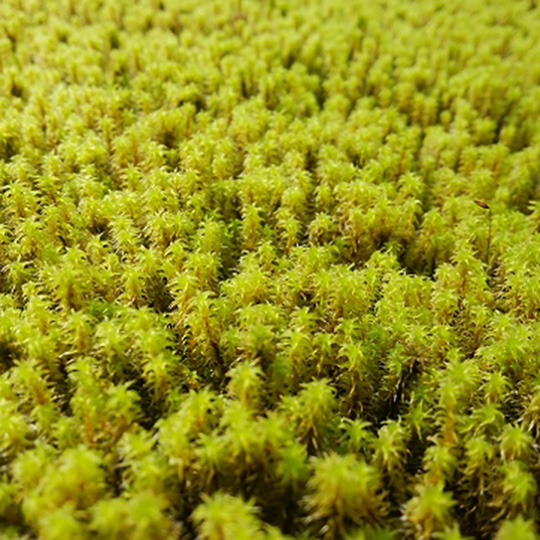 砂苔シート | 造園資材館