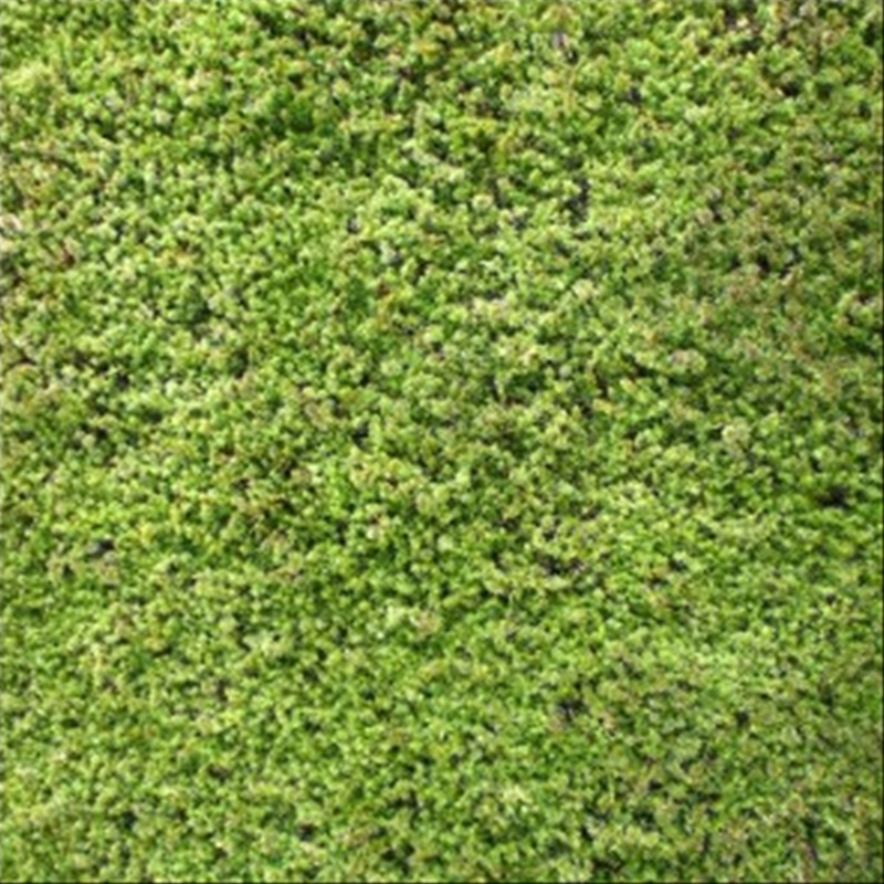 砂苔 | 造園資材館