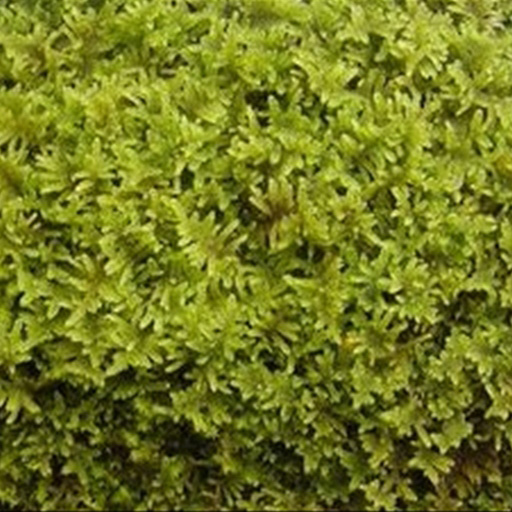 ハイ苔 | 造園資材館